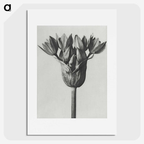 1-8_Karl-Blossfeldt_picture