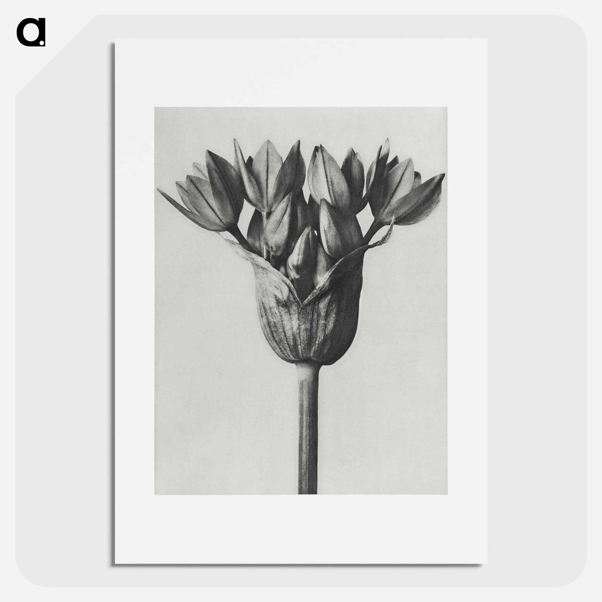 Allium Ostroroskianum - カール ブロスフェルト Poster.
