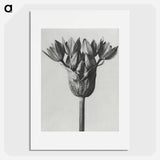Allium Ostroroskianum - カール ブロスフェルト Poster.