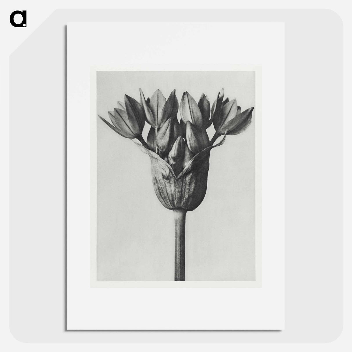 Allium Ostroroskianum - Karl Blossfeldt Poster.