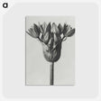 1-8_Karl-Blossfeldt_postcard