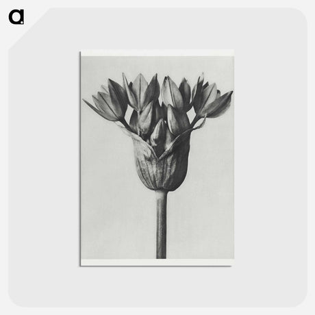 アートポストカード-Allium Ostroroskianum - カール ブロスフェルト Postcard.