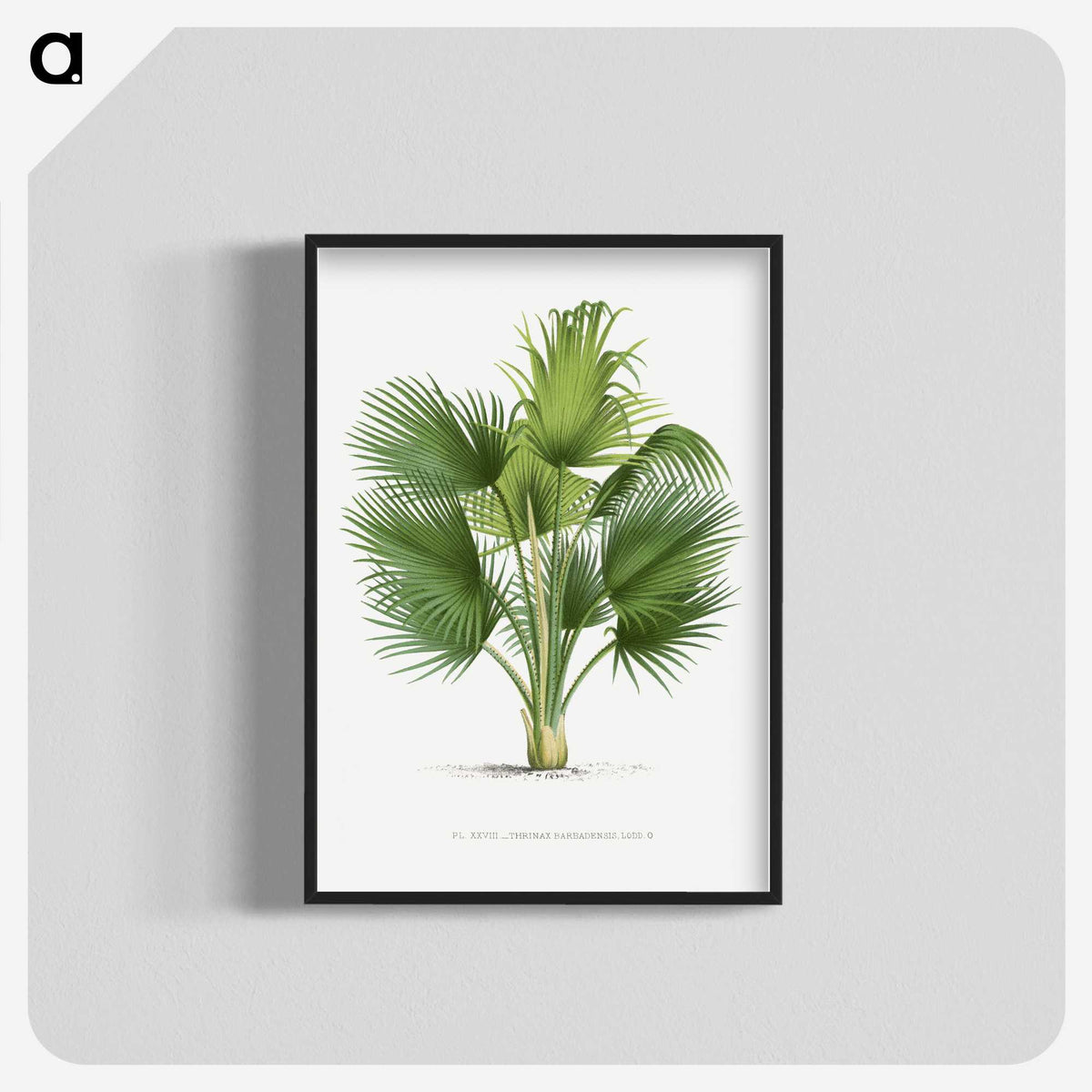1-8_Les-Palmiers-Histoire-Iconographique_blk-crop