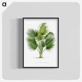 1-8_Les-Palmiers-Histoire-Iconographique_blk-crop