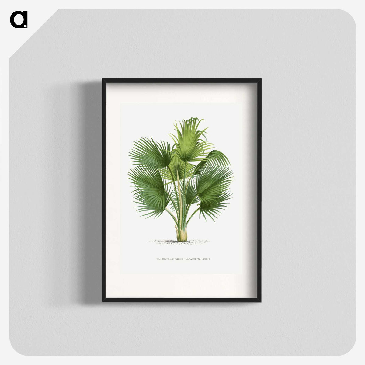 1-8_Les-Palmiers-Histoire-Iconographique_blk