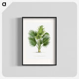 1-8_Les-Palmiers-Histoire-Iconographique_blk