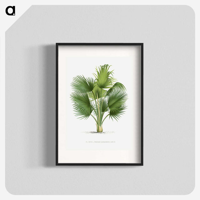 1-8_Les-Palmiers-Histoire-Iconographique_blk