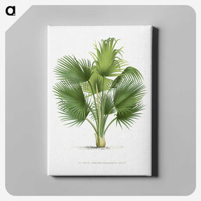 1-8_Les-Palmiers-Histoire-Iconographique_canvas