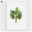 1-8_Les-Palmiers-Histoire-Iconographique_picture
