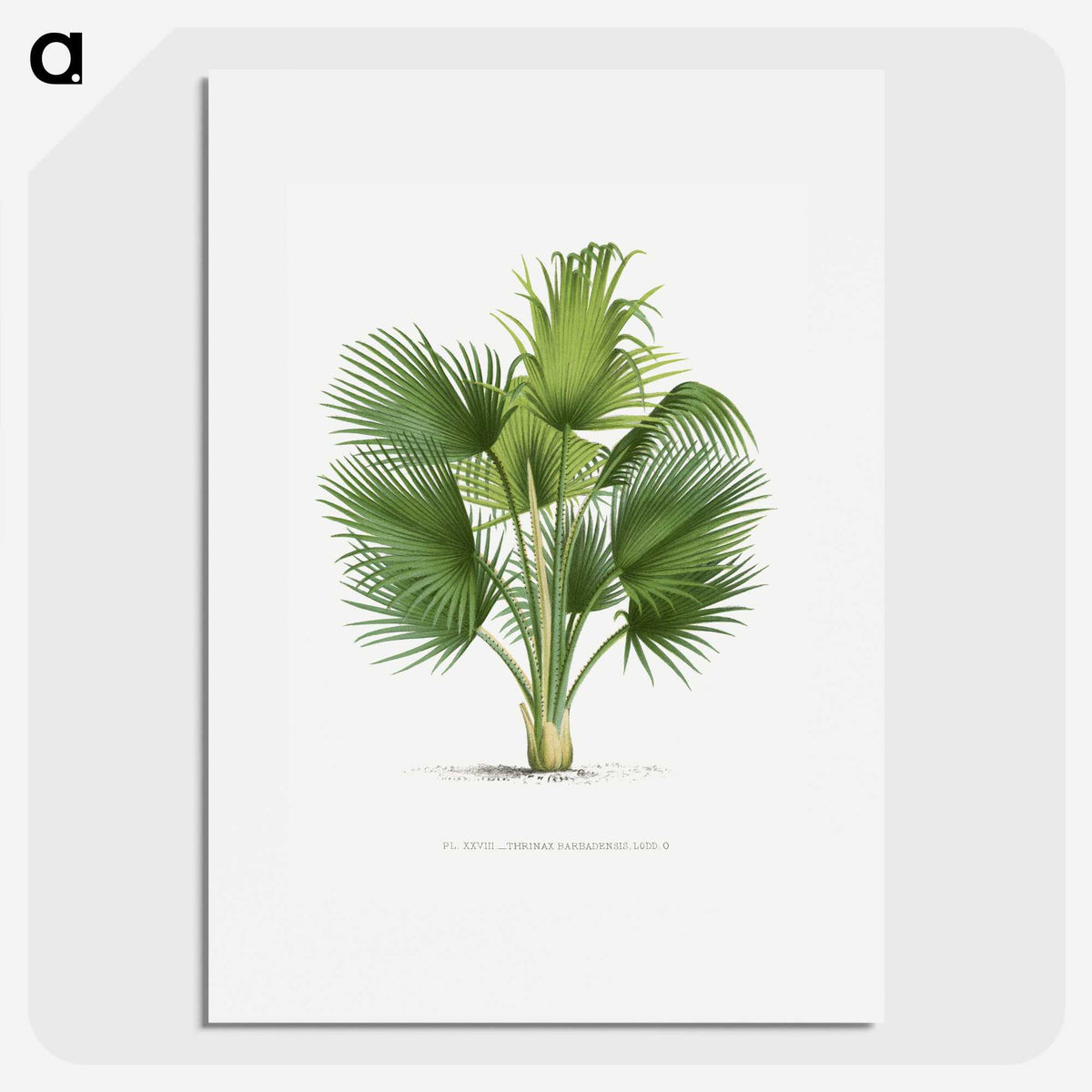 1-8_Les-Palmiers-Histoire-Iconographique_picture