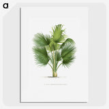 1-8_Les-Palmiers-Histoire-Iconographique_picture