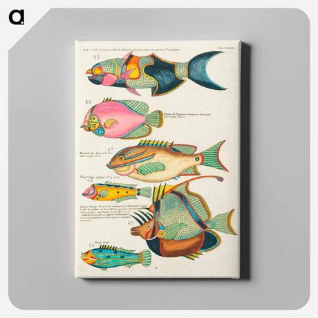 アートパネル-Moluccan Fishes
 - ルイ ルナール Canvas.