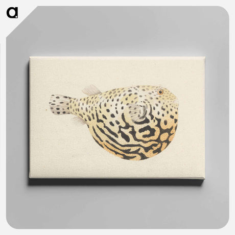 アートパネル-Unidentified Fish
 - ルイージ バルガーニ Canvas.