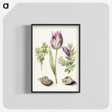 1-8_Maria-Sibylla-Merian_blk-crop