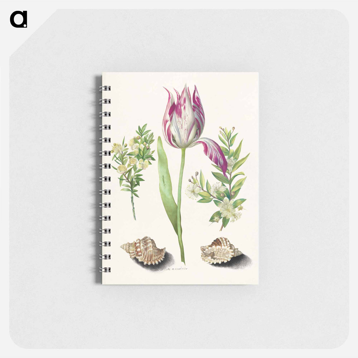 アートメモ帳-Tulip, Myrtle, and Shells
 - マリア ジビーラ メーリアン Memo.