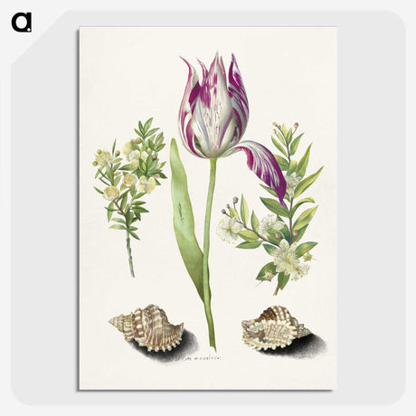 1-8_Maria-Sibylla-Merian_picture-crop