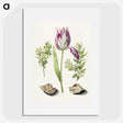 1-8_Maria-Sibylla-Merian_picture