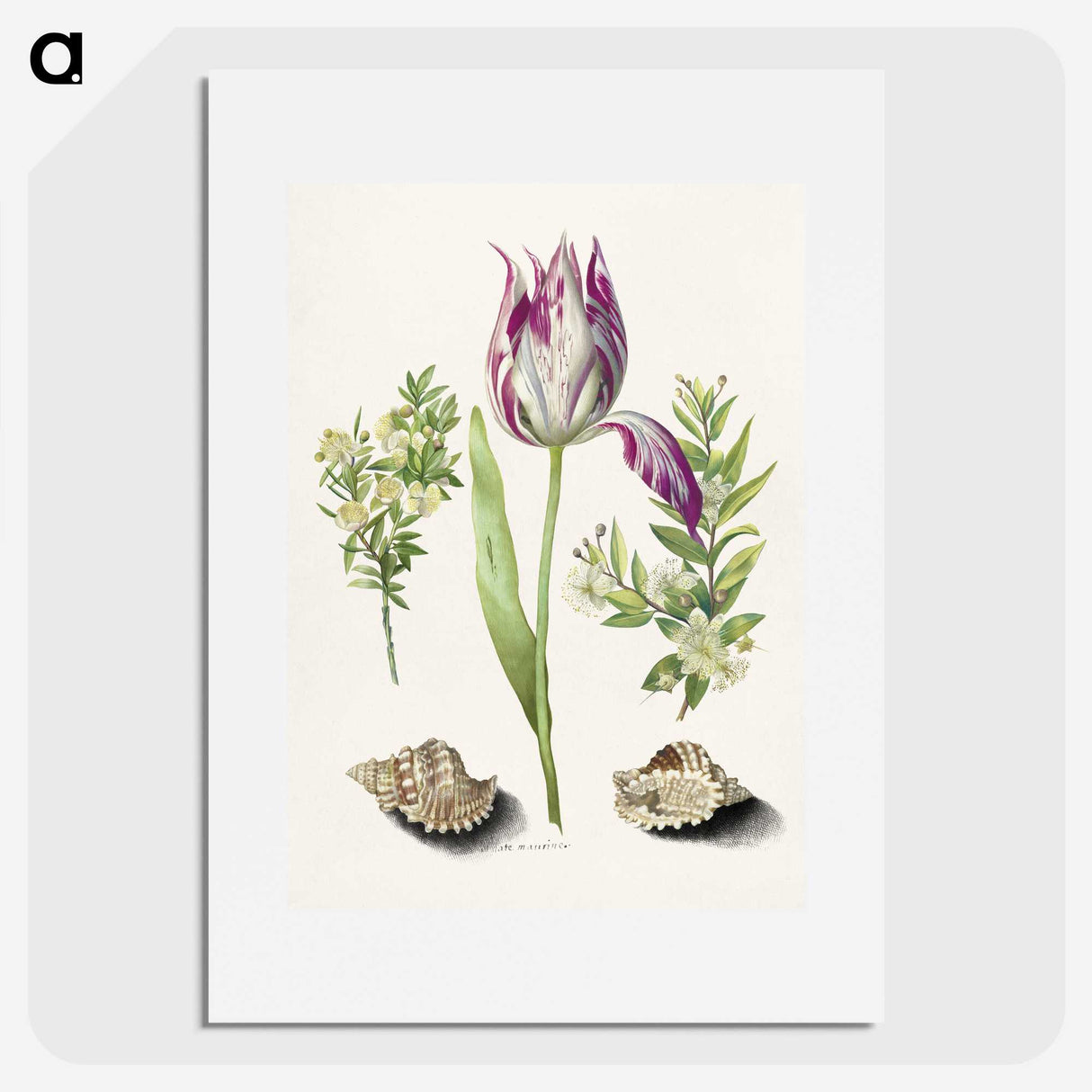 1-8_Maria-Sibylla-Merian_picture