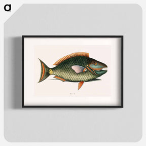 アートポスター-Parrot Fish
 - マーク ケイツビー Poster.