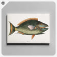 1-8_Mark-Catesby_canvas