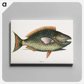 1-8_Mark-Catesby_canvas