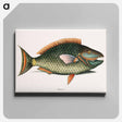 アートパネル-Parrot Fish
 - マーク ケイツビー Canvas.