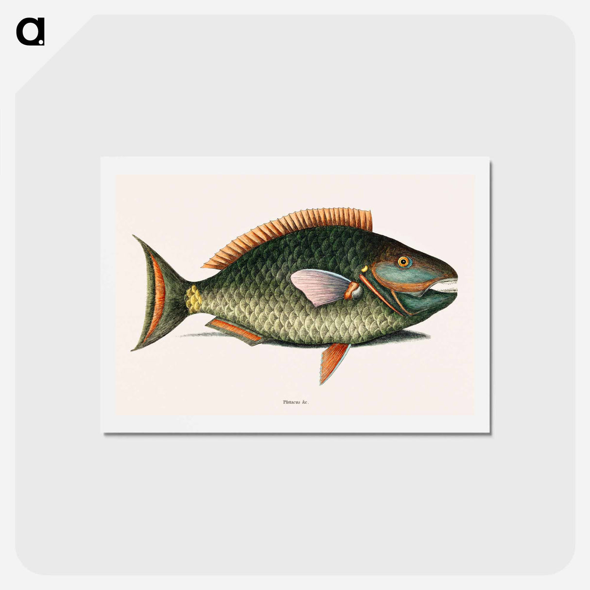 アートポストカード-Parrot Fish
 - マーク ケイツビー Postcard.