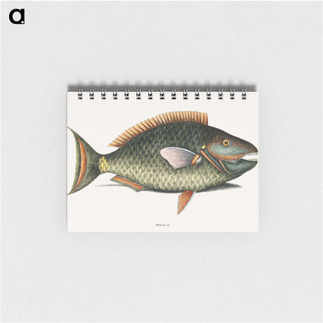 1-8_Mark-Catesby_memo