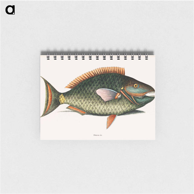 アートメモ帳-Parrot Fish
 - マーク ケイツビー Memo.