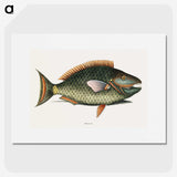 1-8_Mark-Catesby_picture