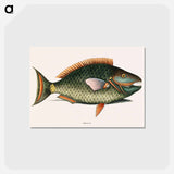 アートポストカード-Parrot Fish
 - マーク ケイツビー Postcard.