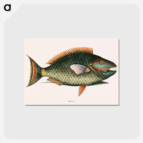 アートポストカード-Parrot Fish
 - マーク ケイツビー Postcard.