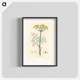 アートポスター-Anethum graveolens
 - 薬用植物学 Poster.