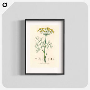 アートポスター-Anethum graveolens
 - 薬用植物学 Poster.