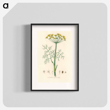 アートポスター-Anethum graveolens
 - 薬用植物学 Poster.