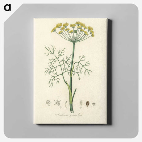 1-8_Medical-Botany_canvas