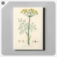 アートパネル-Anethum graveolens
 - 薬用植物学 Canvas.