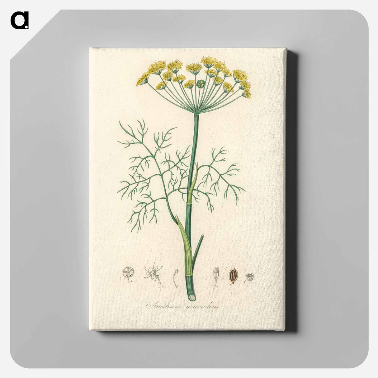 アートパネル-Anethum graveolens
 - 薬用植物学 Canvas.