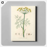 アートパネル-Anethum graveolens
 - 薬用植物学 Canvas.