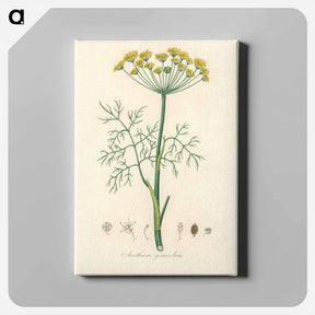 アートパネル-Anethum graveolens
 - 薬用植物学 Canvas.