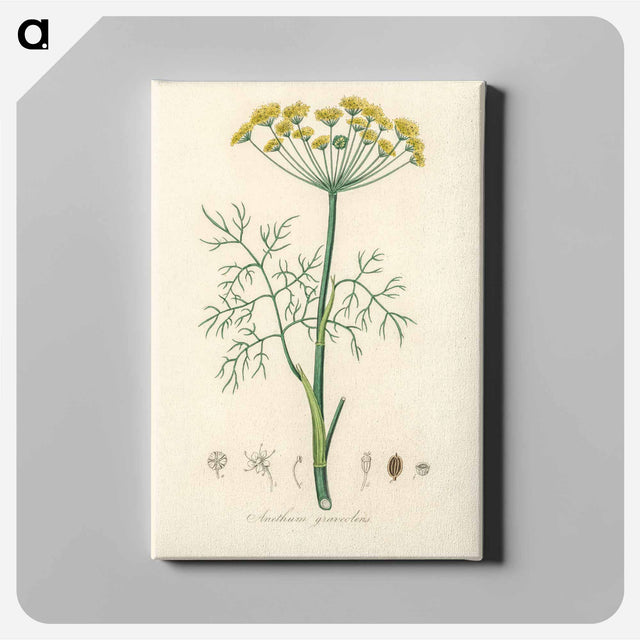 アートパネル-Anethum graveolens
 - 薬用植物学 Canvas.
