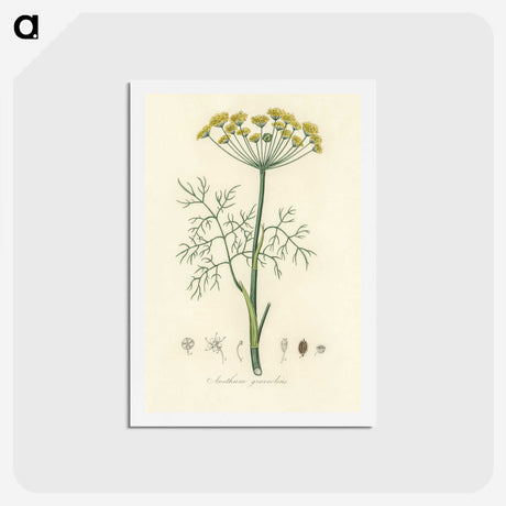 1-8_Medical-Botany_hagaki
