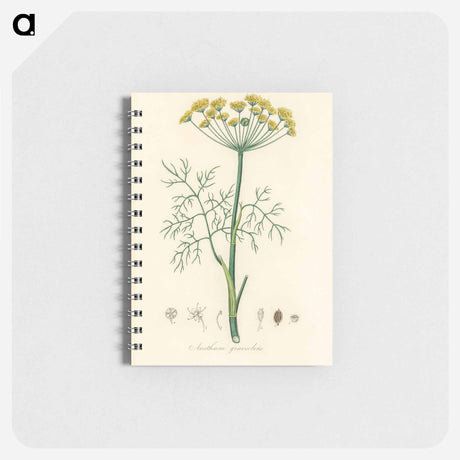 アートメモ帳-Anethum graveolens
 - 薬用植物学 Memo.