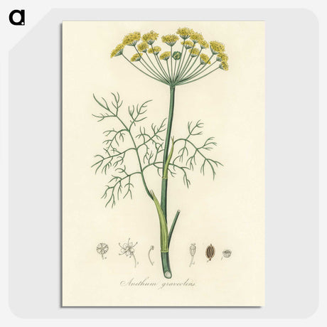 1-8_Medical-Botany_picture-crop