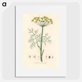 アートポスター-Anethum graveolens
 - 薬用植物学 Poster.