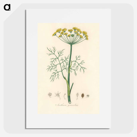 アートポスター-Anethum graveolens
 - 薬用植物学 Poster.