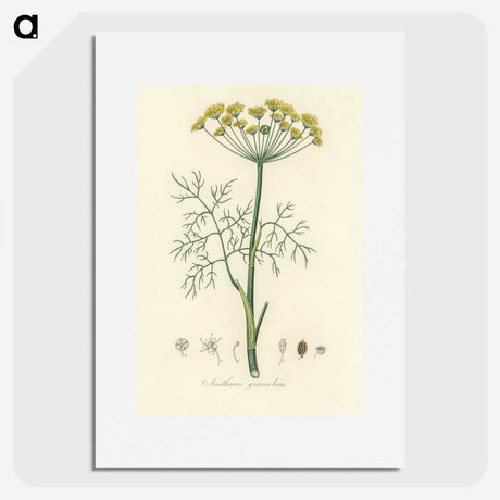 1-8_Medical-Botany_picture