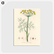 アートポストカード-Anethum graveolens
 - 薬用植物学 Postcard.