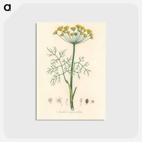 アートポストカード-Anethum graveolens
 - 薬用植物学 Postcard.