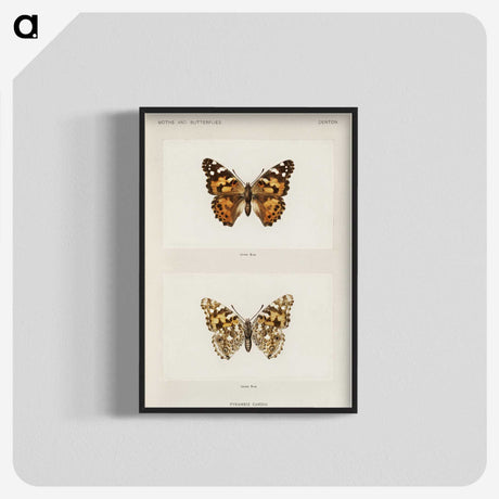 1-8_Moths-and-Butterflies-of-the-United-States_blk-crop